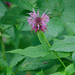 Monarda fistulosa rubra - Photo (c) Suzanne Cadwell, some rights reserved (CC BY-NC)