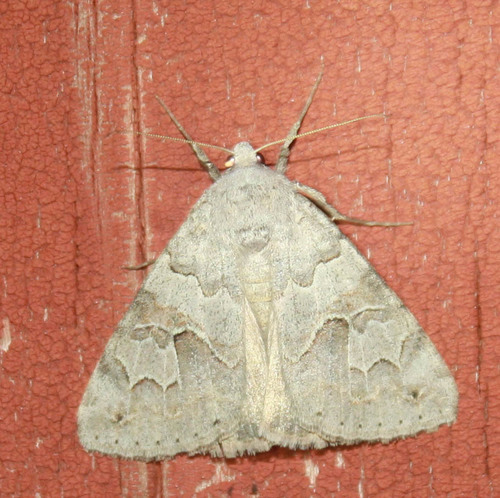 iNaturalist observation photo of Drasteria scrupulosa