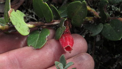 Plutarchia guascensis