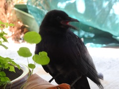 Corvus coronoides perplexus