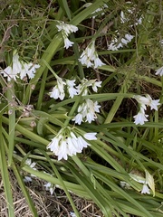 Allium triquetrum