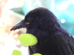 Corvus coronoides perplexus