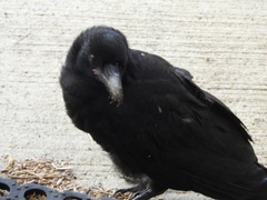Corvus coronoides perplexus