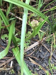 Burchardia umbellata