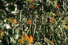 Cynanthus latirostris