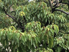 Aleurites moluccanus