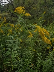 Solidago canadensis hargeri