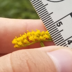 Solidago canadensis hargeri