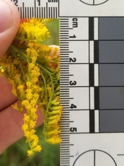 Solidago canadensis hargeri