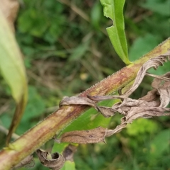 Solidago canadensis hargeri