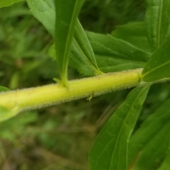Solidago canadensis hargeri