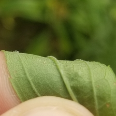 Solidago canadensis hargeri
