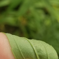 Solidago canadensis hargeri