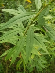 Solidago canadensis hargeri
