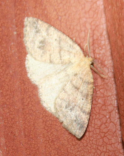 iNaturalist observation photo of Drepanulatrix