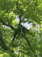 Corvus macrorhynchos