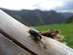 Cantharis reichei