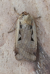 Parabagrotis formalis
