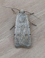 Agrotis vetusta