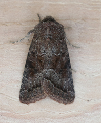 Protorthodes curtica