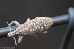 Cyphocleonus achates