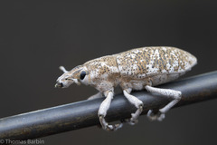 Cyphocleonus achates