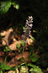 Liriope graminifolia