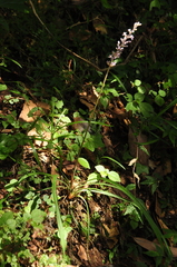 Liriope graminifolia