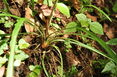 Liriope graminifolia