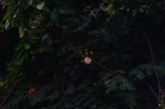 Leucaena macrophylla