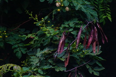 Leucaena macrophylla