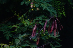 Leucaena macrophylla