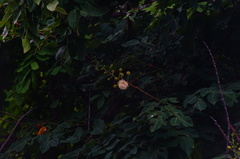 Leucaena macrophylla