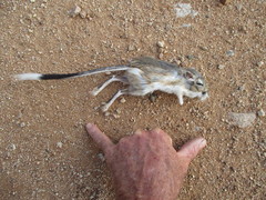 Dipodomys spectabilis