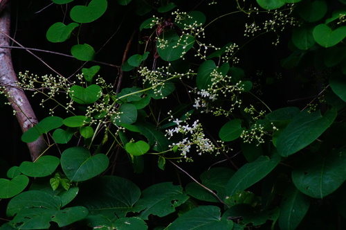 Rockroot (Agdestis clematidea)