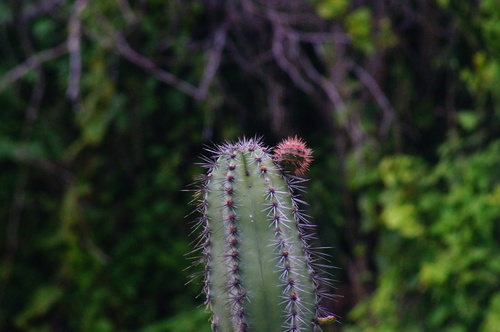 Stenocereus chacalapensis