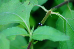 Dendryphantes zygoballoides