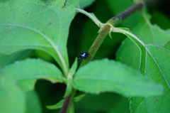 Dendryphantes zygoballoides