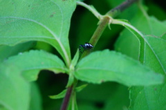 Dendryphantes zygoballoides