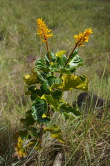 Palicourea rigida