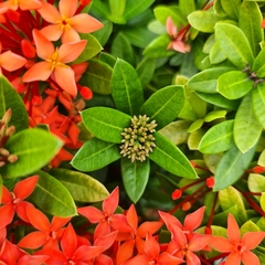 Ixora javanica