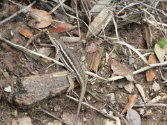 Sceloporus virgatus