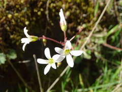 Saxifraga granulata