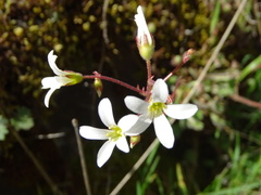 Saxifraga granulata