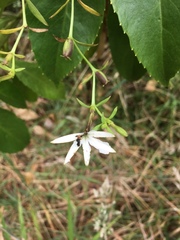 Scaevola chamissoniana