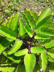 Kalanchoe pinnata