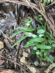 Pyrrosia adnascens
