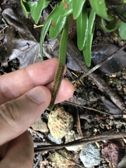 Pyrrosia adnascens
