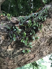 Pyrrosia adnascens