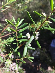 Styphelia mutica